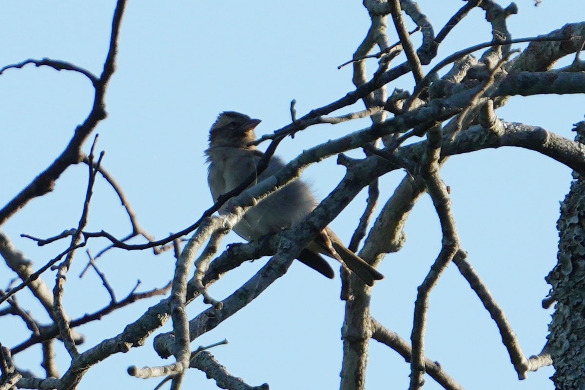 Yellow-throated Bush Sparrow - ML617026250