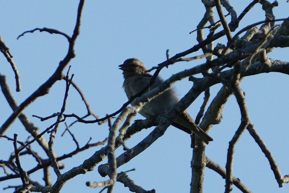 Yellow-throated Bush Sparrow - ML617026251
