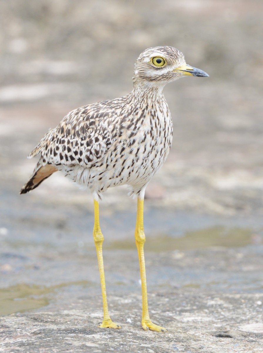 Spotted Thick-knee - ML617026307