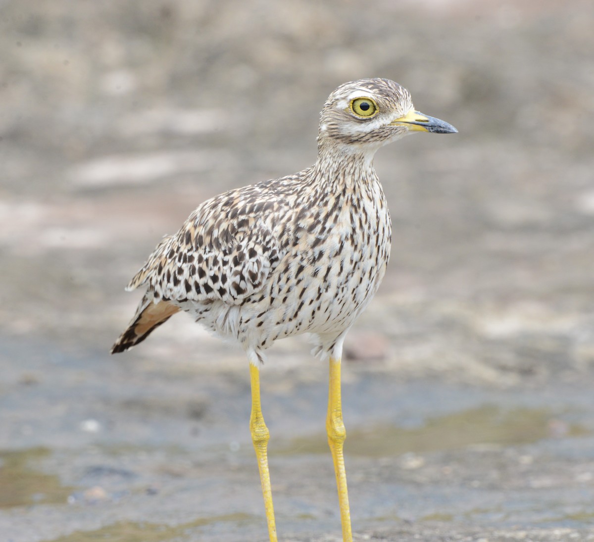 Spotted Thick-knee - ML617026308