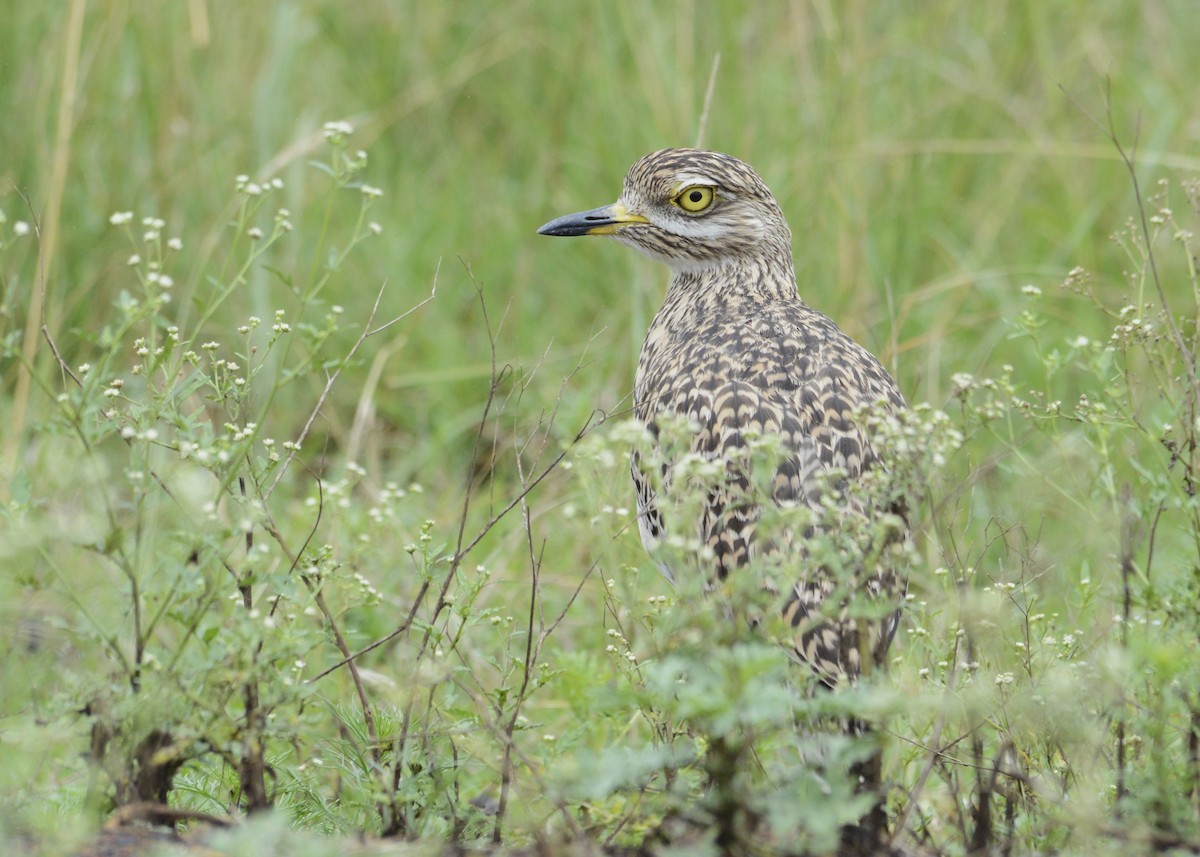 Spotted Thick-knee - ML617026309
