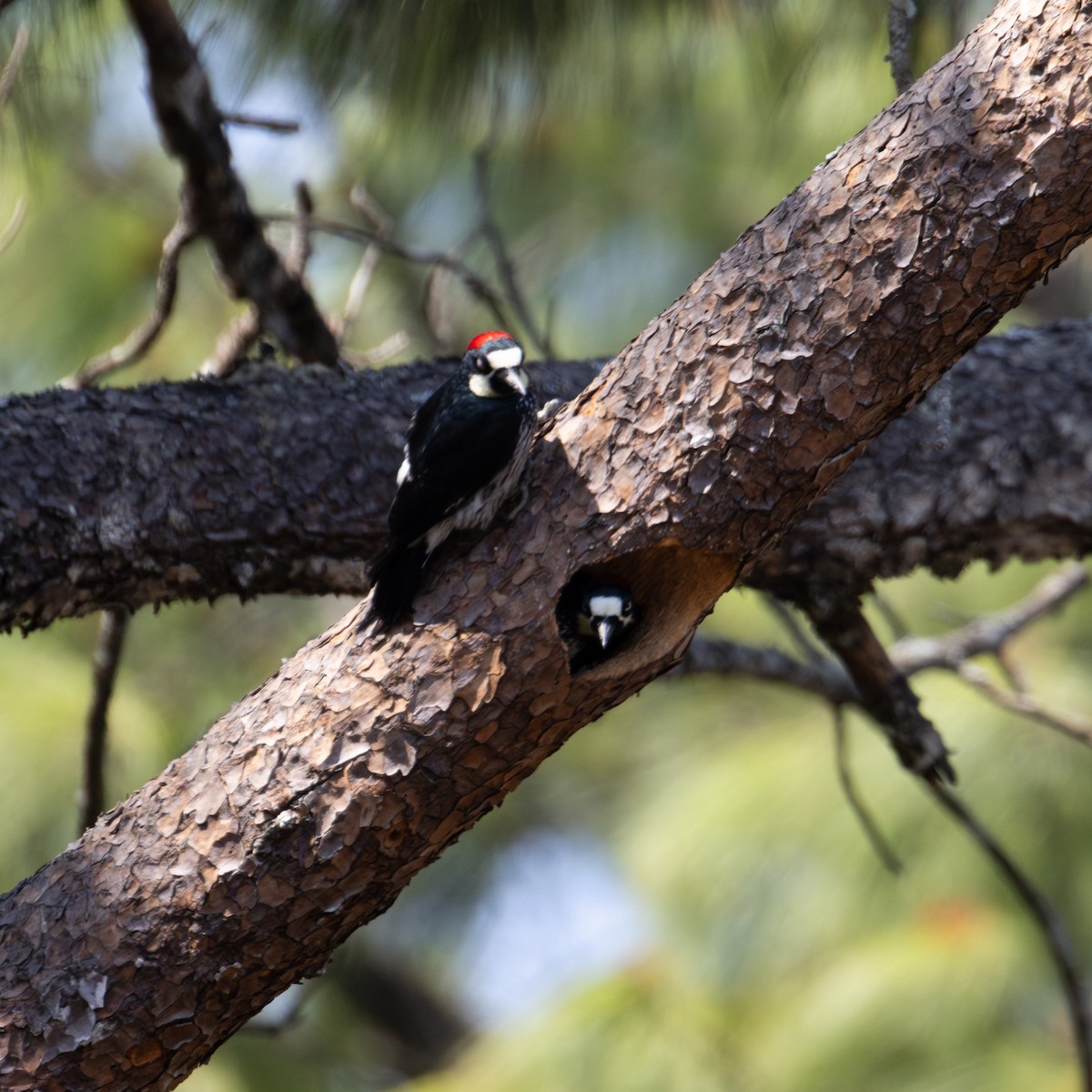 Acorn Woodpecker (Acorn) - ML617026312