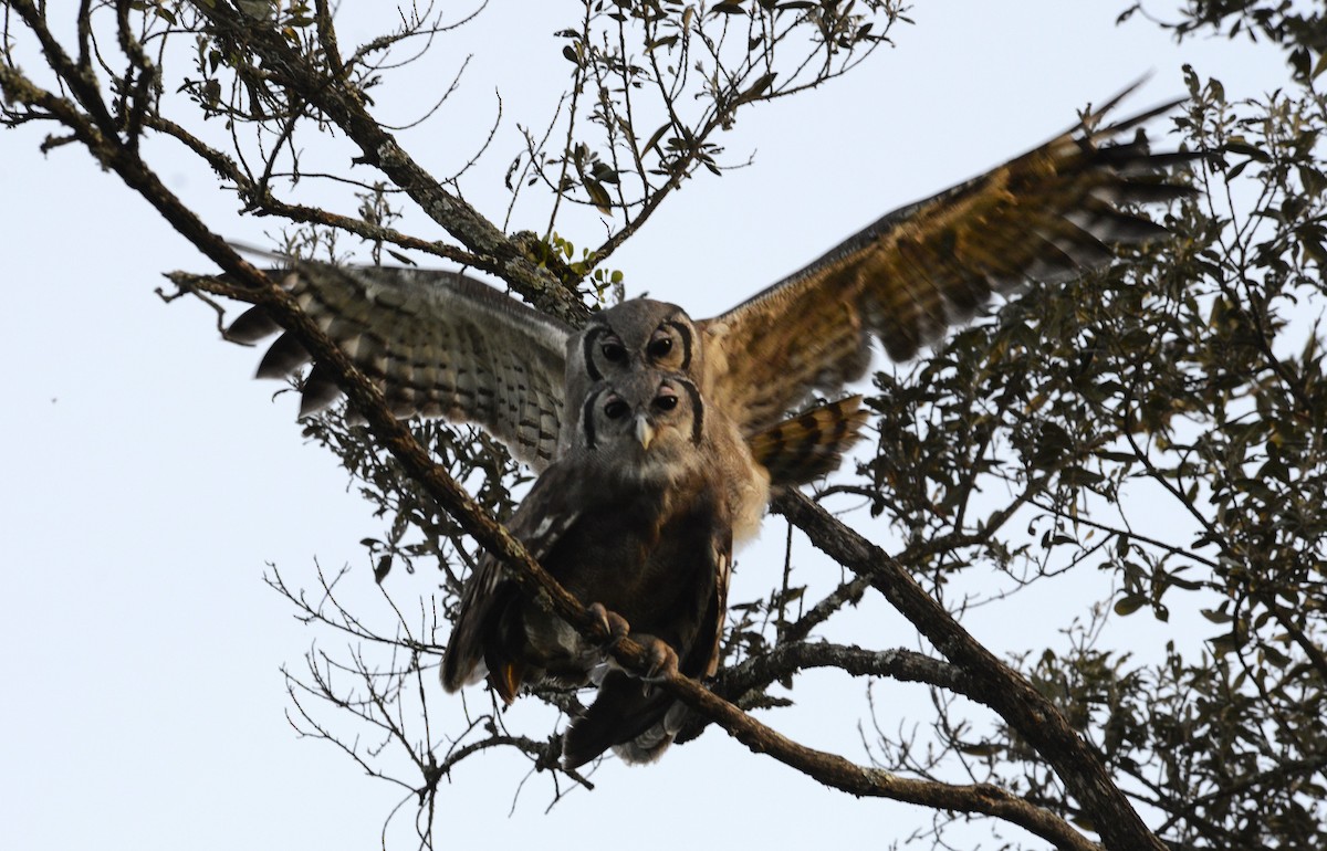 Verreaux's Eagle-Owl - ML617026338