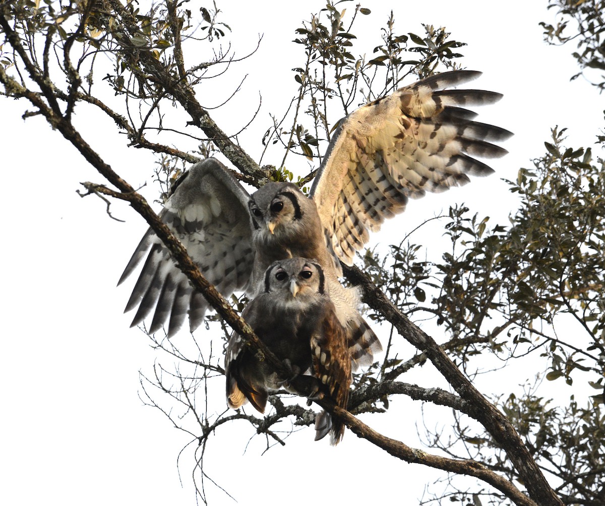 Verreaux's Eagle-Owl - ML617026344
