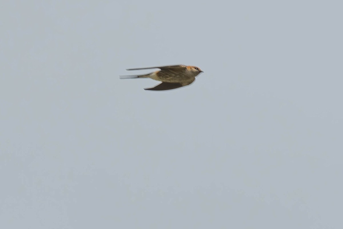 Greater Striped Swallow - ML617026356