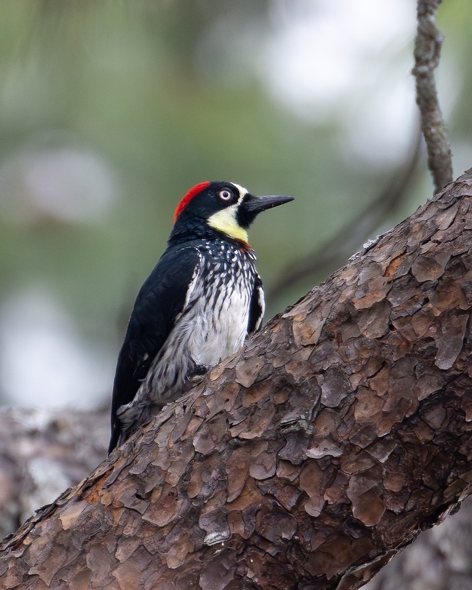 Acorn Woodpecker (Acorn) - ML617026416