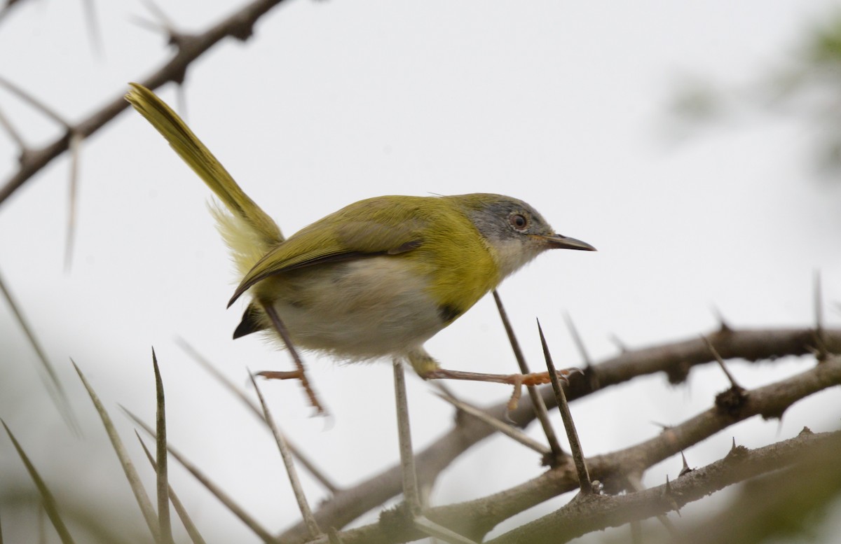 Yellow-breasted Apalis - ML617026421