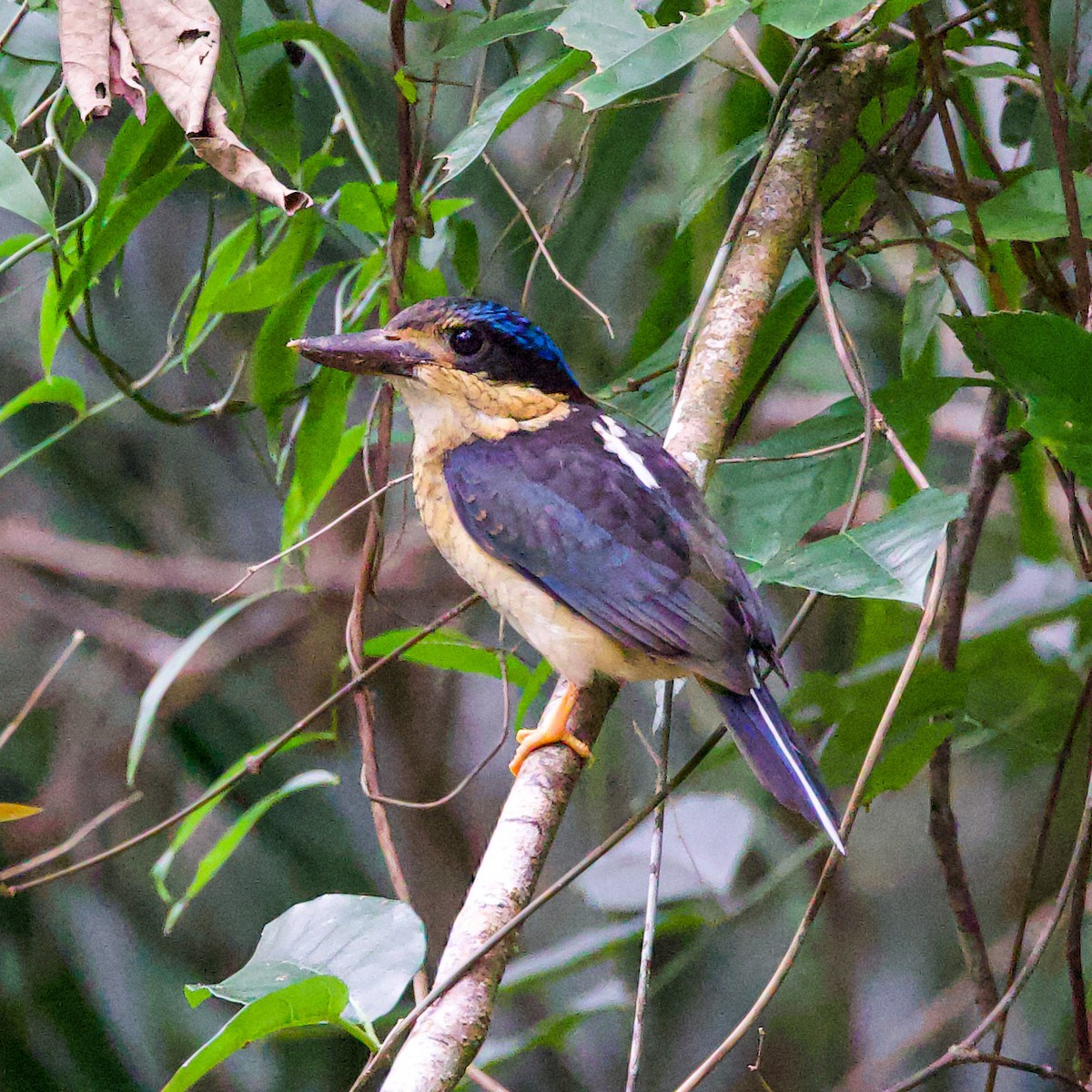Buff-breasted Paradise-Kingfisher - ML617026447