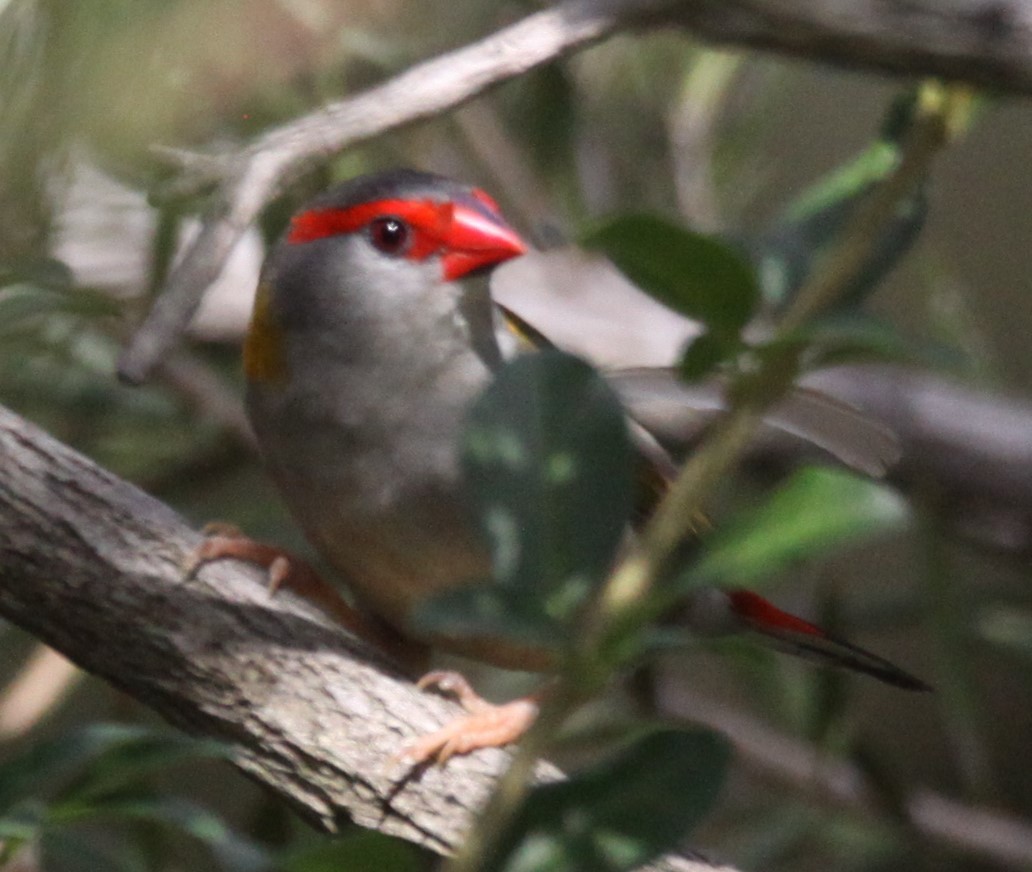 Red-browed Firetail - ML617026496