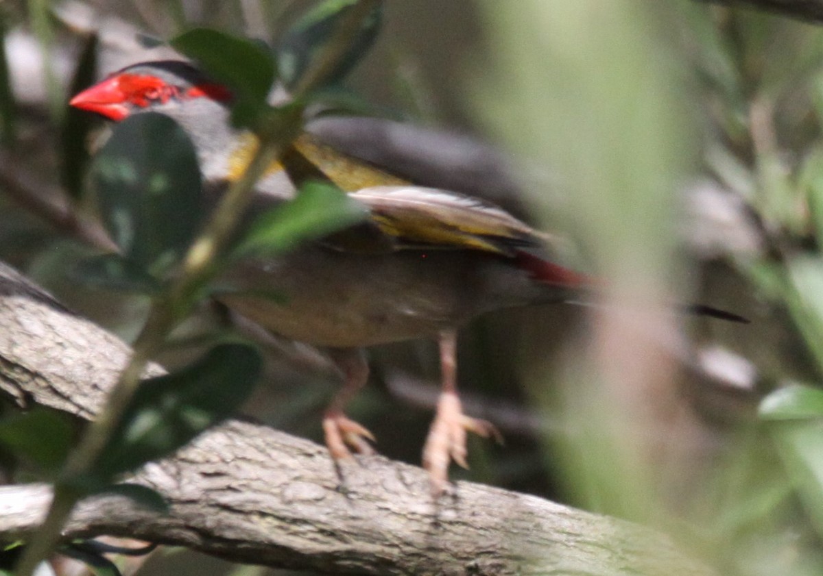Red-browed Firetail - ML617026497