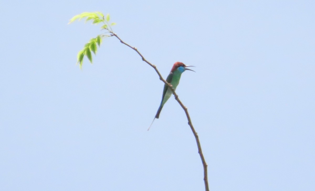 Blue-throated Bee-eater - ML617026560