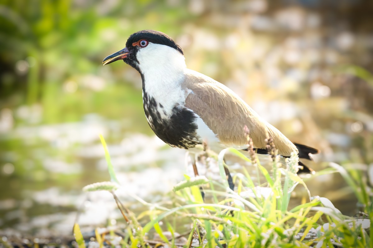 Spur-winged Lapwing - Michael Ortner