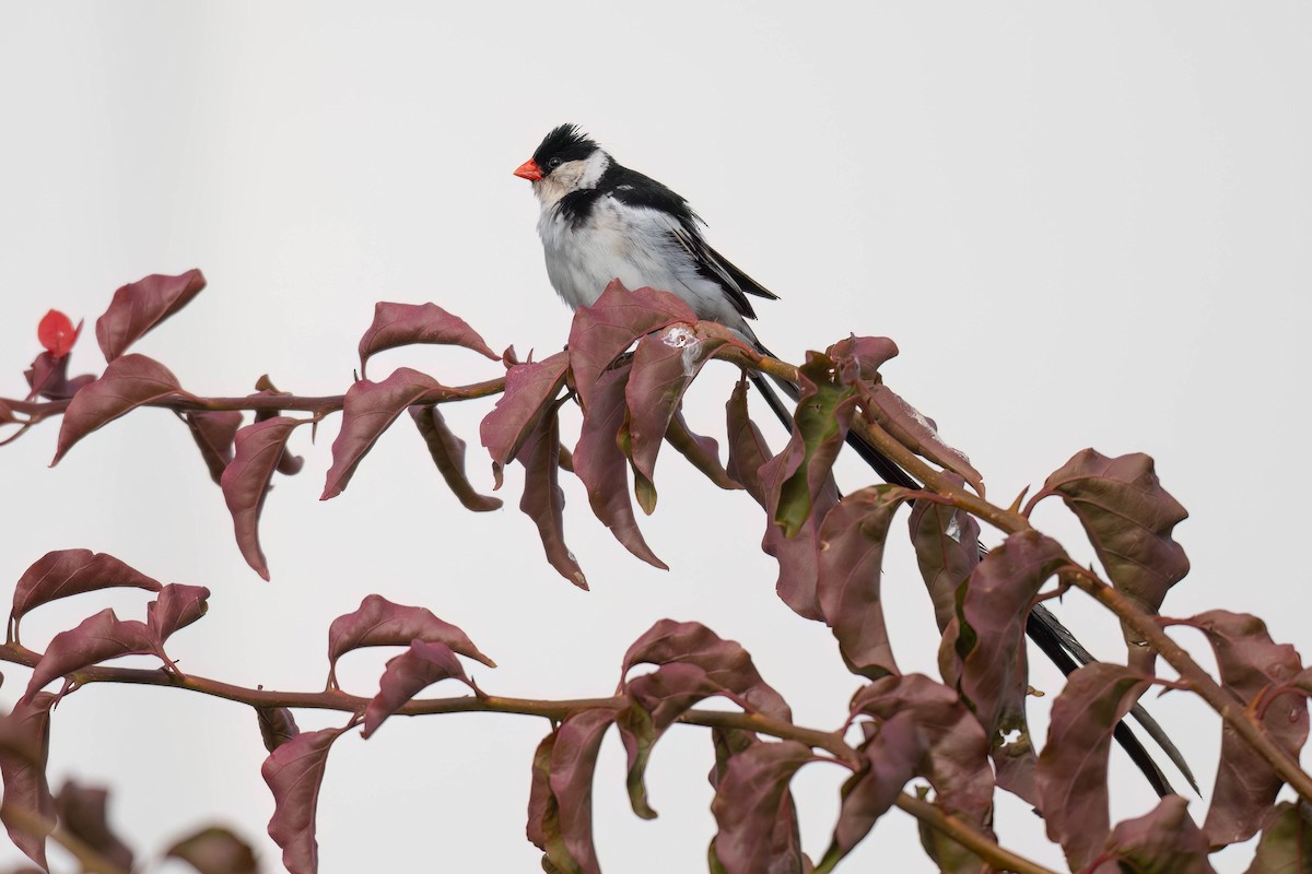Pin-tailed Whydah - ML617026594