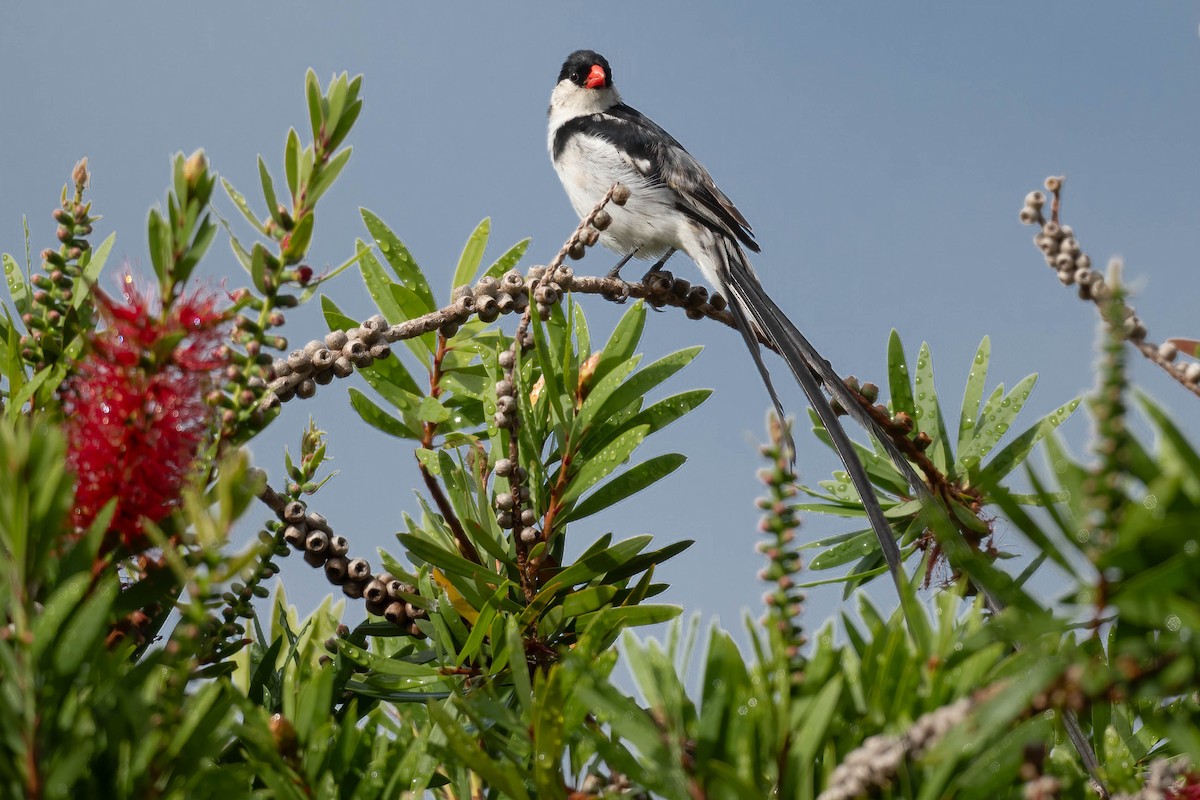 Pin-tailed Whydah - ML617026595