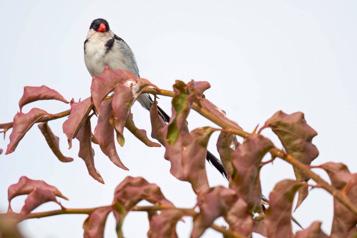 Pin-tailed Whydah - ML617026596