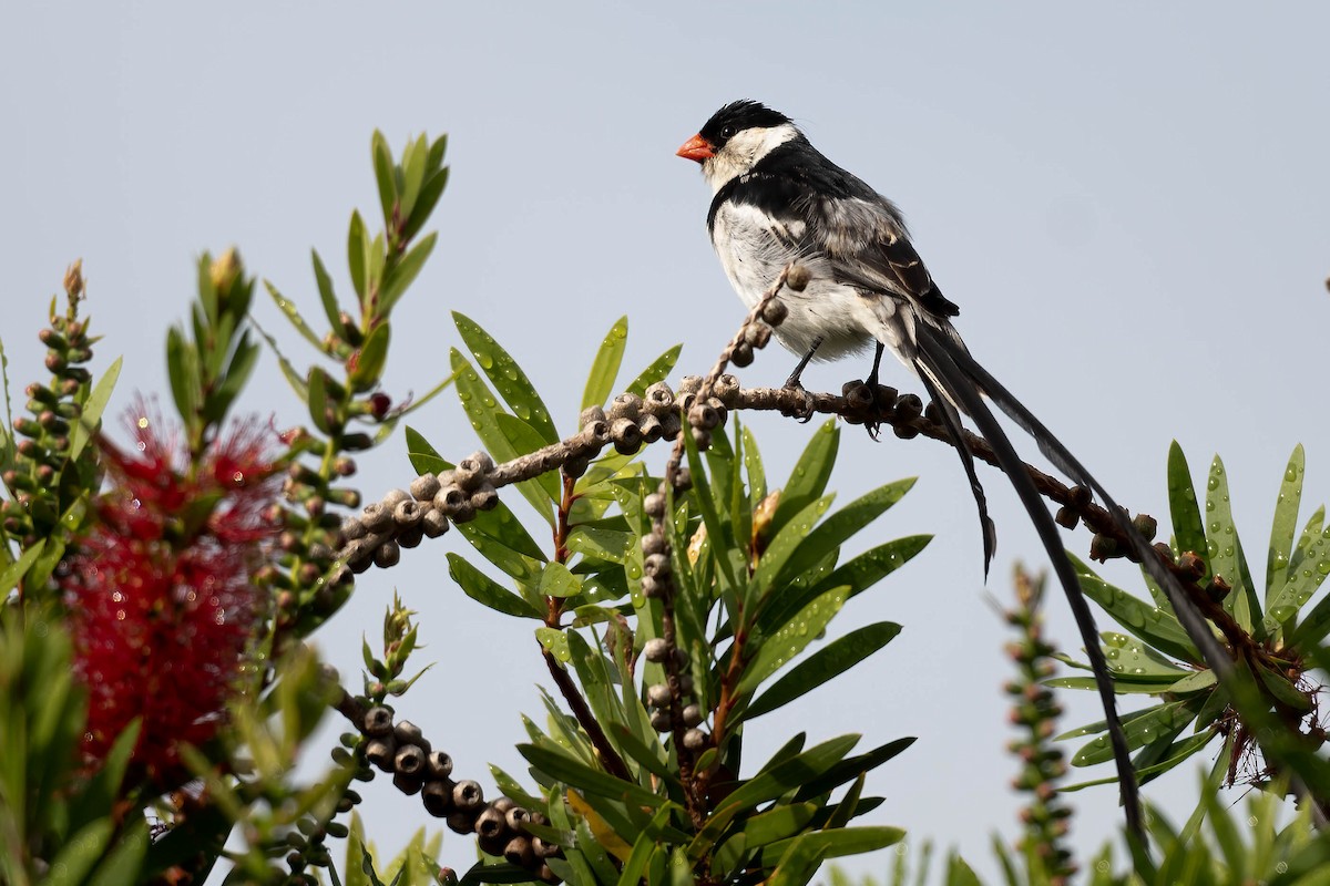 Pin-tailed Whydah - ML617026597