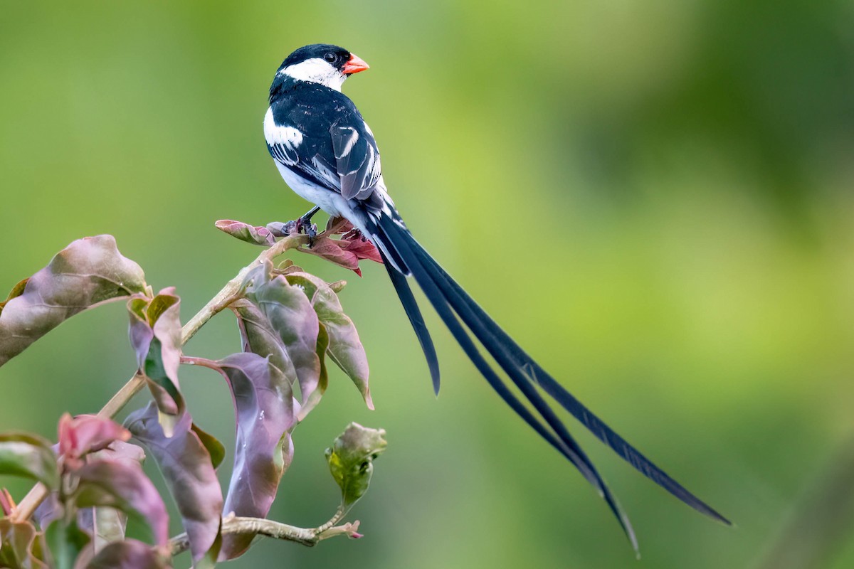 Pin-tailed Whydah - ML617026605