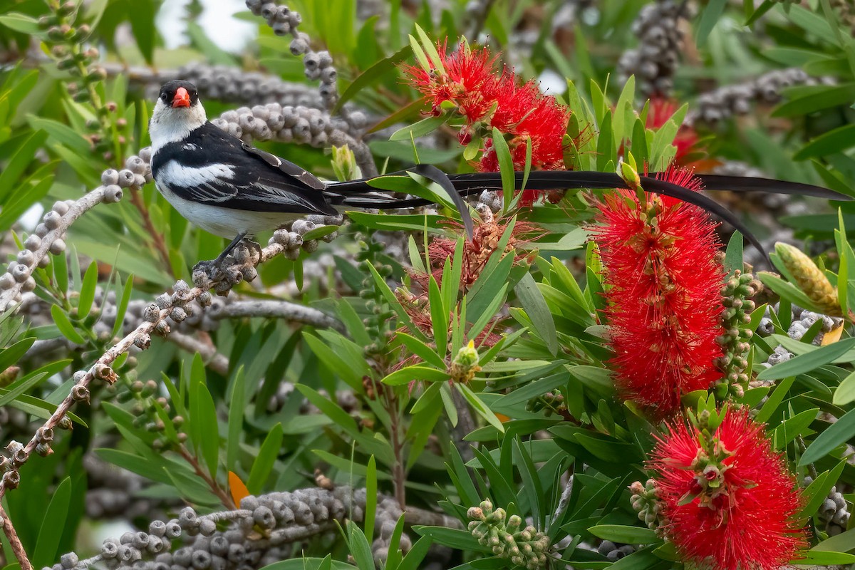 Pin-tailed Whydah - ML617026606