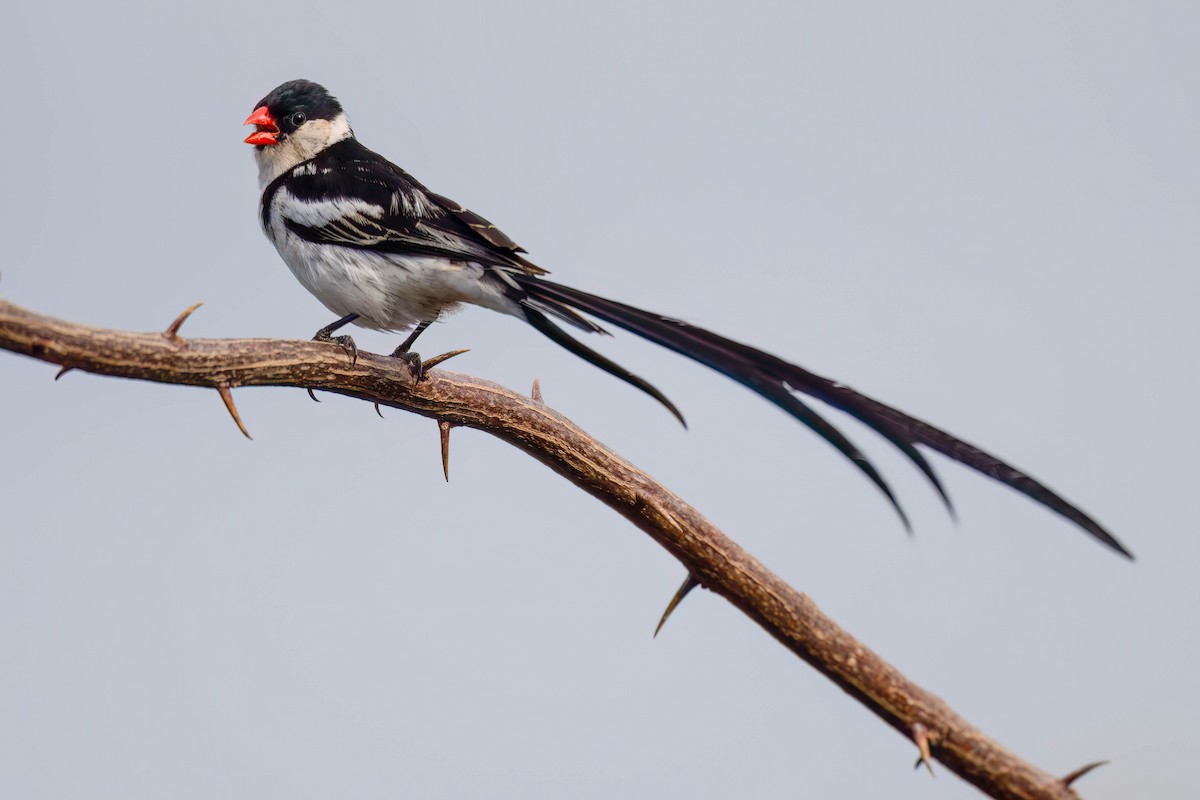 Pin-tailed Whydah - ML617026607