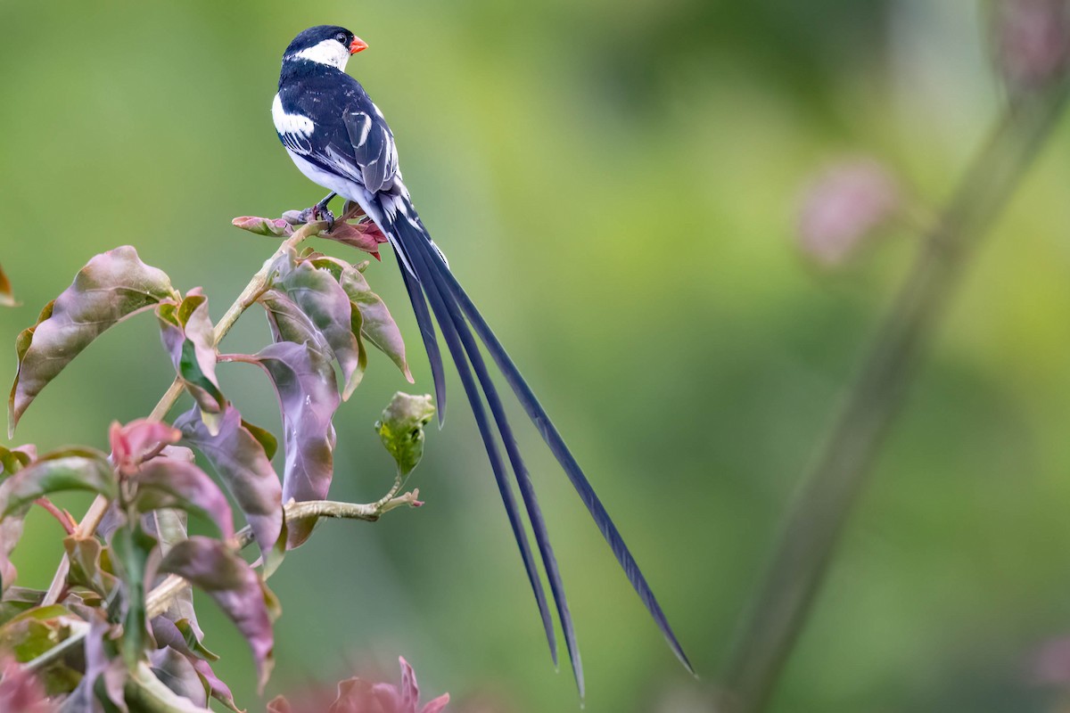 Pin-tailed Whydah - ML617026608