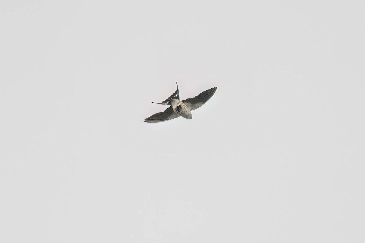 Greater Striped Swallow - ML617026639