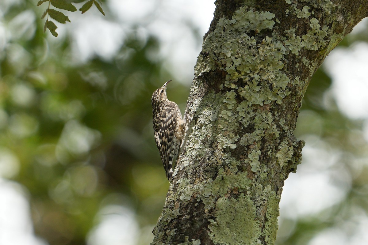 African Spotted Creeper - ML617026648