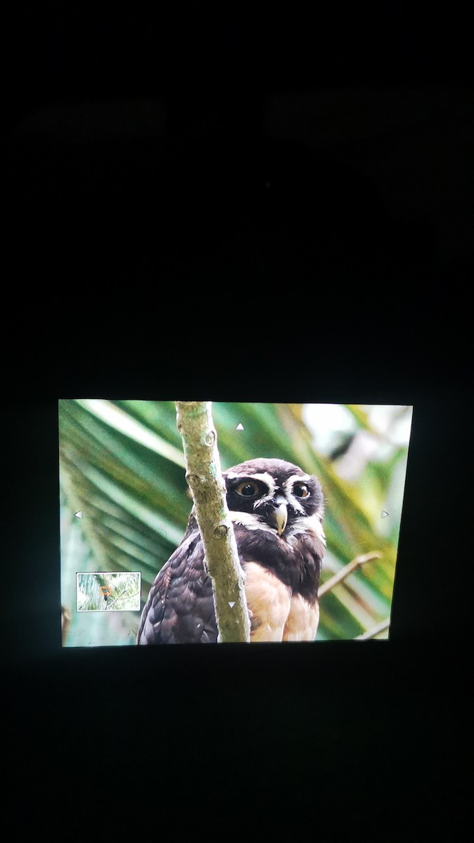 Spectacled Owl - Luis Paz