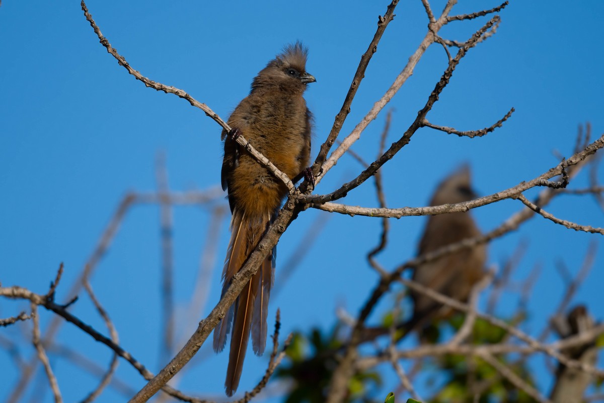 Speckled Mousebird - ML617026688