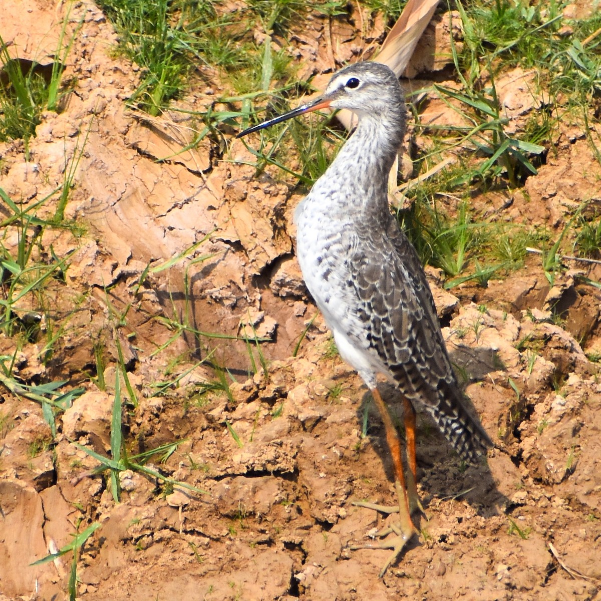 Spotted Redshank - ML617026719