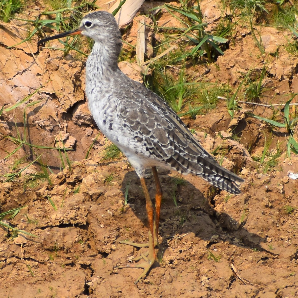 Spotted Redshank - ML617026735