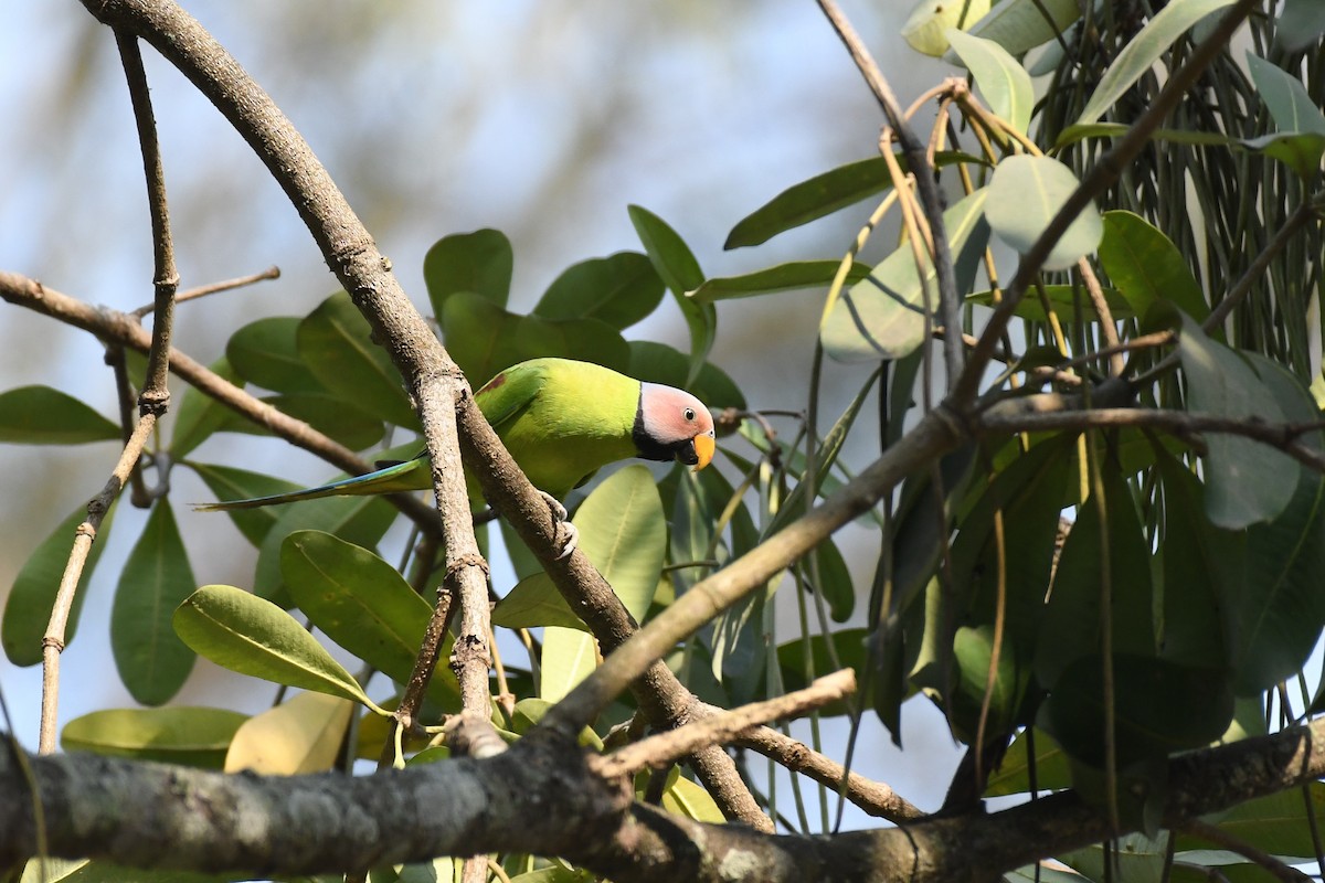 Blossom-headed Parakeet - ML617026967