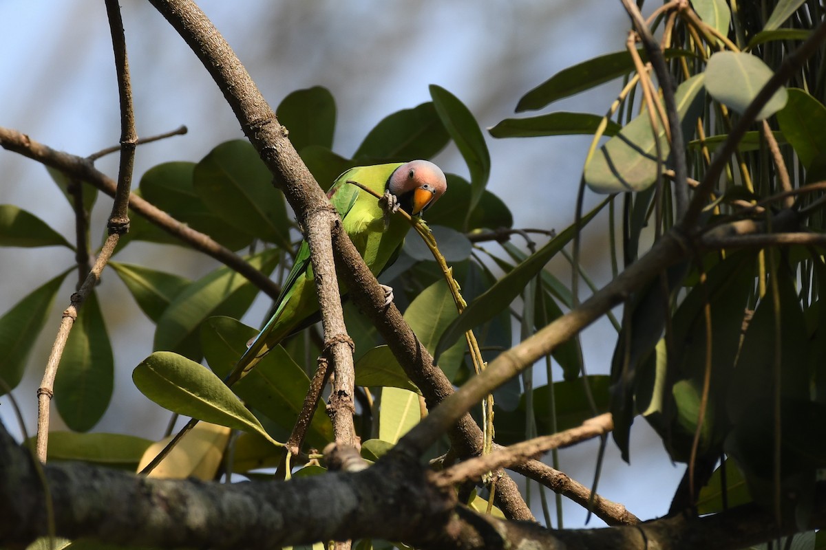 Blossom-headed Parakeet - ML617026970