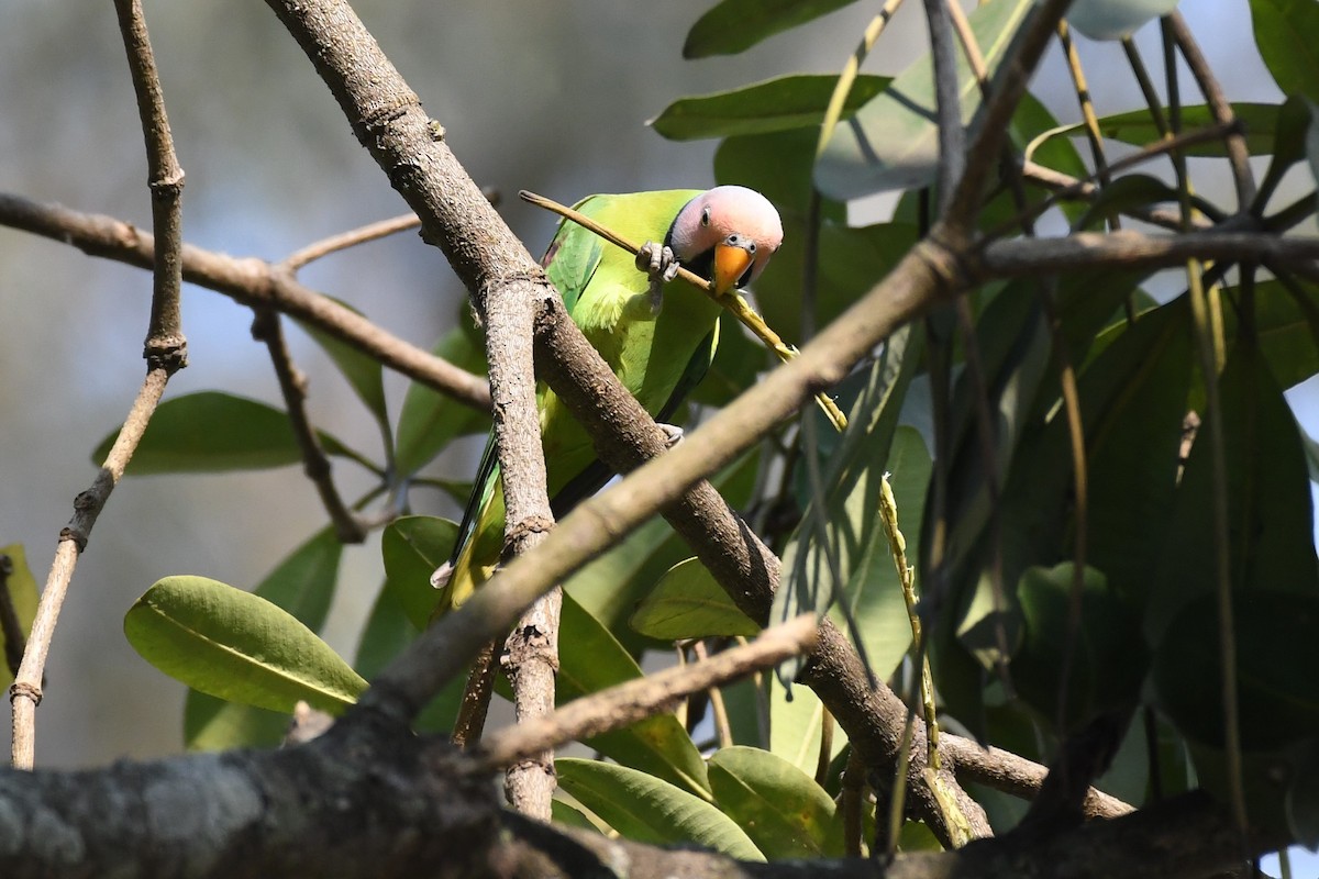 Blossom-headed Parakeet - ML617026971