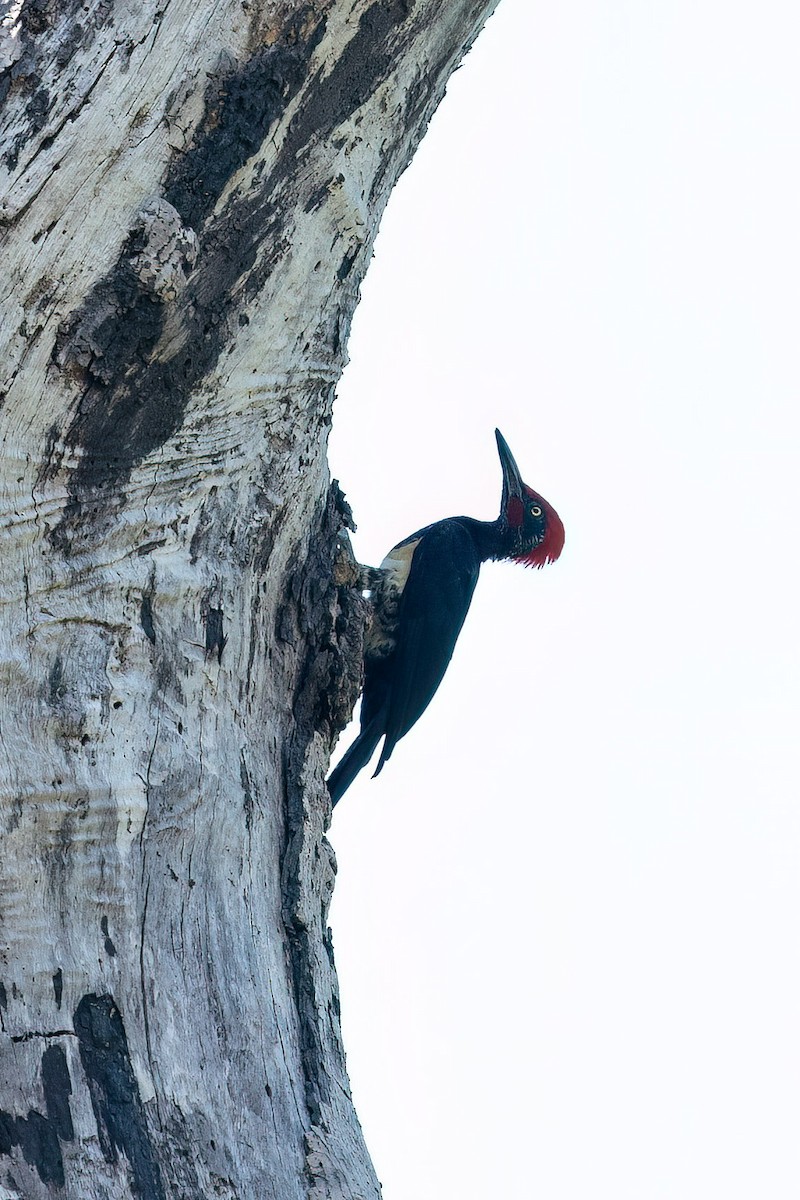 White-bellied Woodpecker - ML617027118