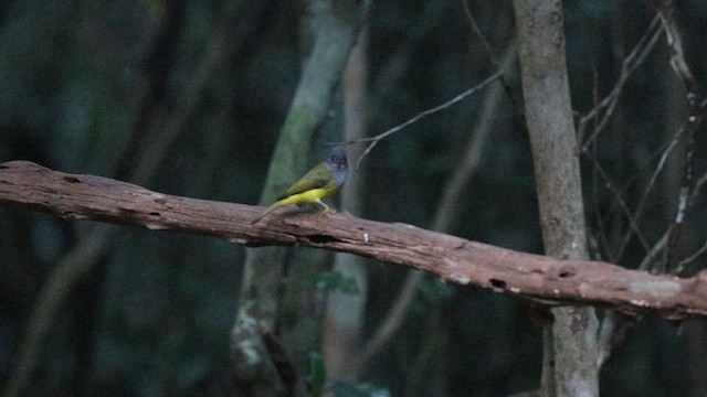 Gray-headed Canary-Flycatcher - ML617027288