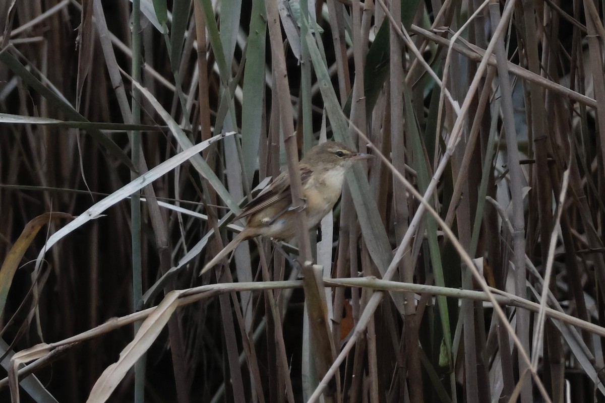 Australian Reed Warbler - ML617027317