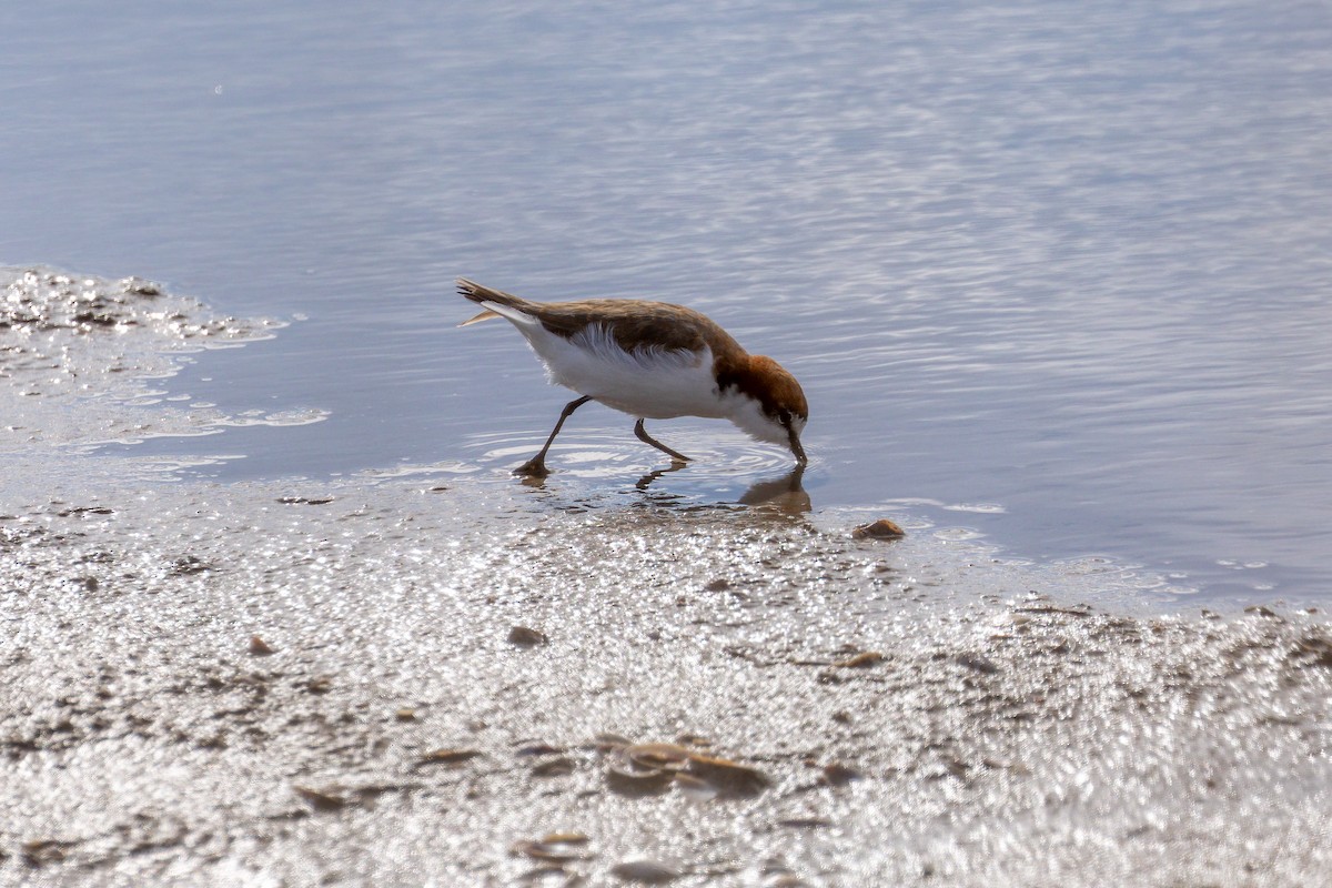 Red-capped Plover - ML617027326