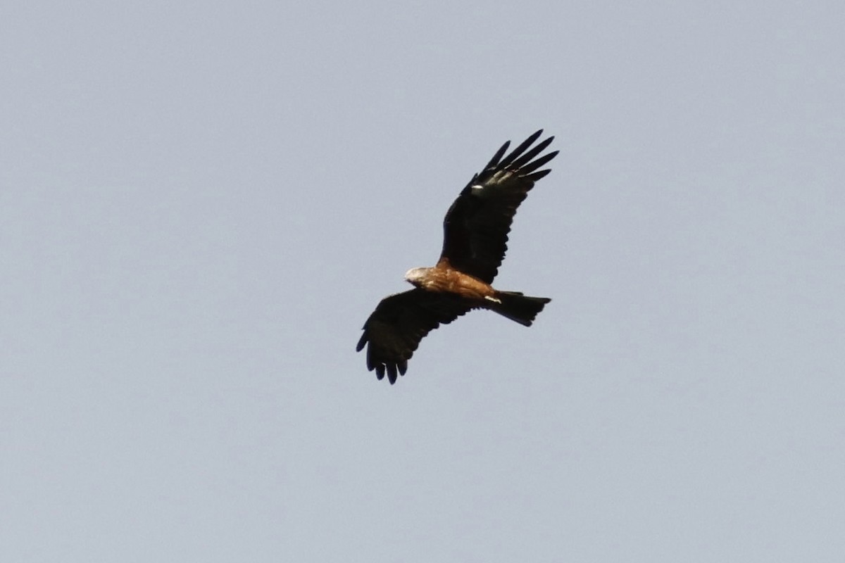 Square-tailed Kite - Braden McDonald