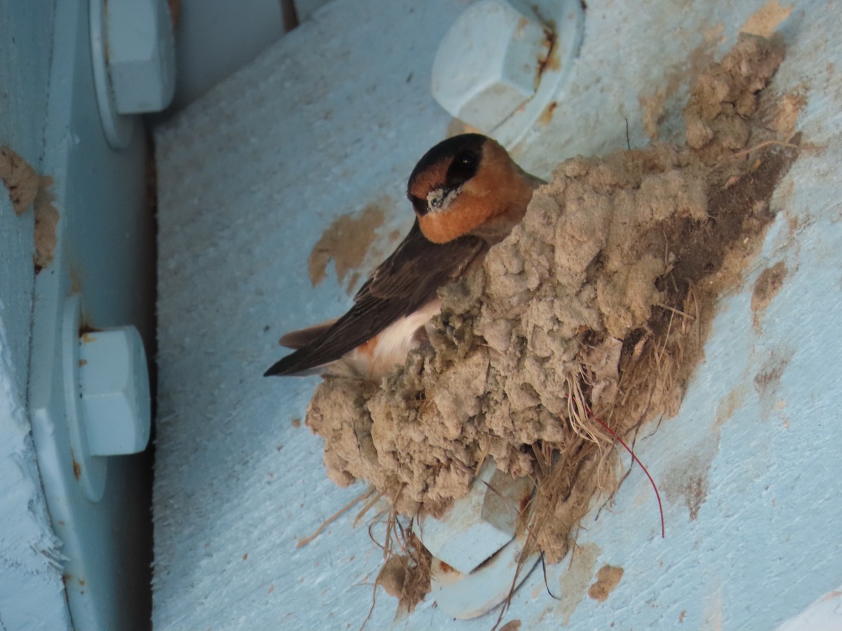 Cave Swallow (Texas) - ML617027335