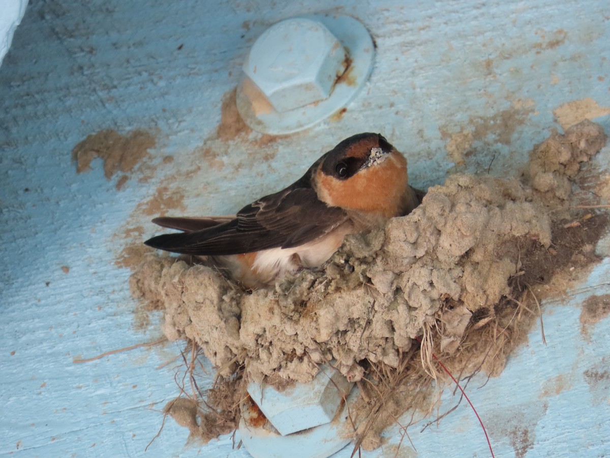Cave Swallow (Texas) - ML617027352
