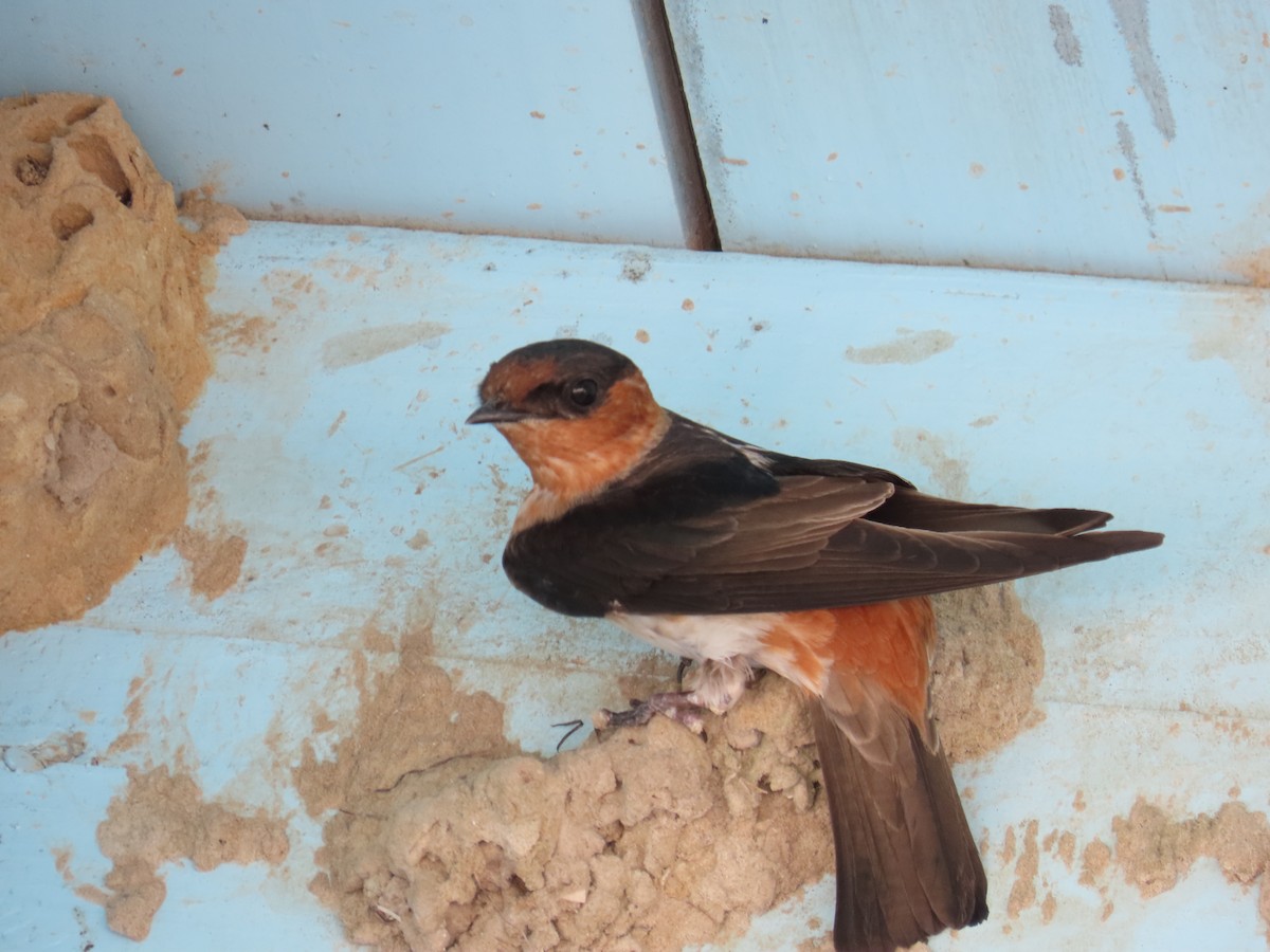 Cave Swallow (Texas) - ML617027400