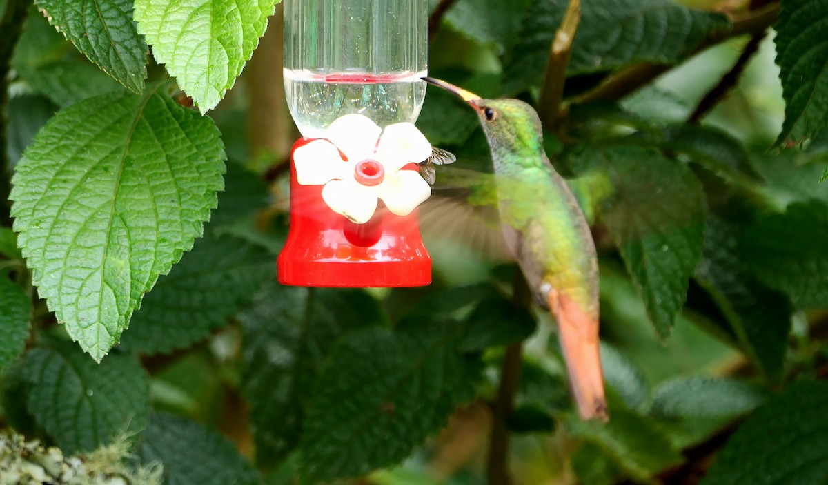 Rufous-tailed Hummingbird (Rufous-tailed) - ML617027468