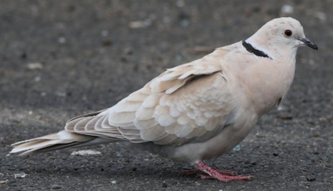 African Collared-Dove - ML617027492