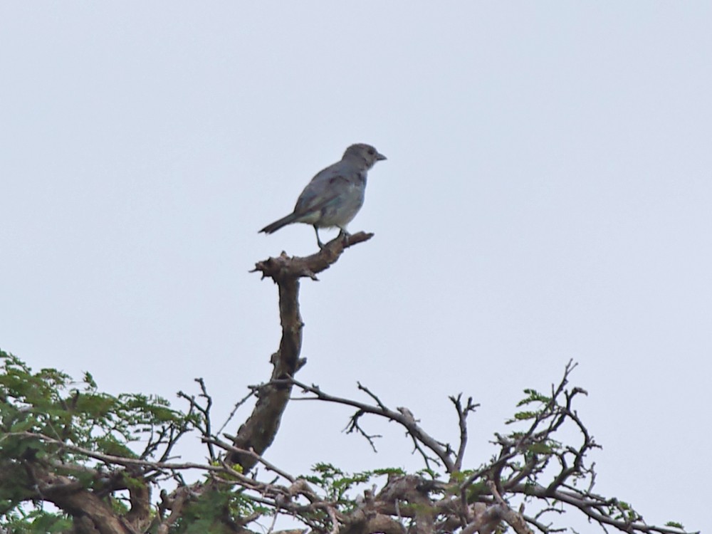 Glaucous Tanager - ML617027687