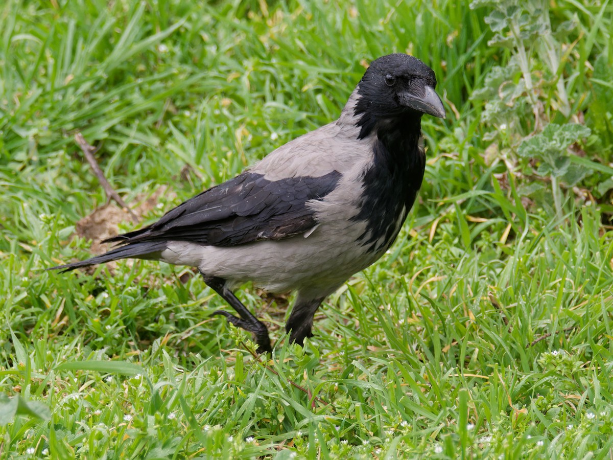 Hooded Crow - ML617027769