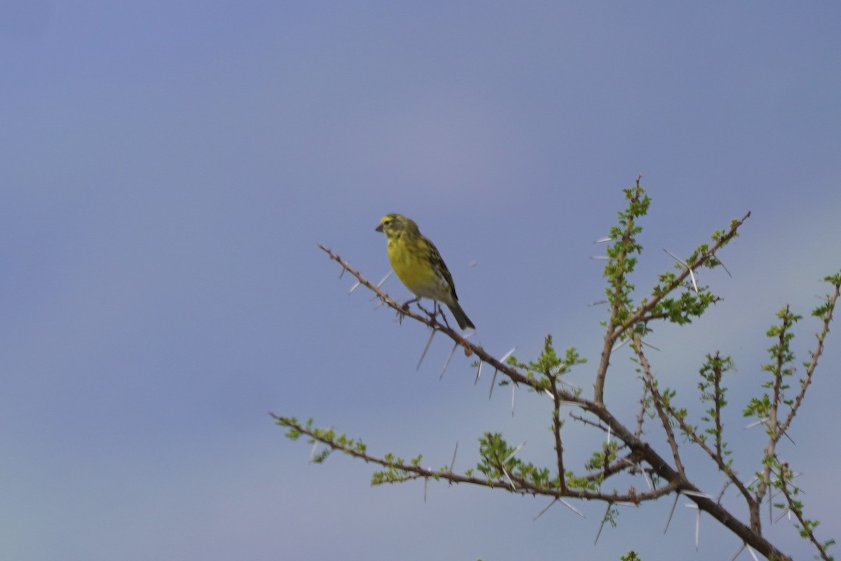 White-bellied Canary - ML617027783