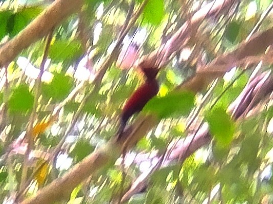 Rufous Woodpecker - ML617027802