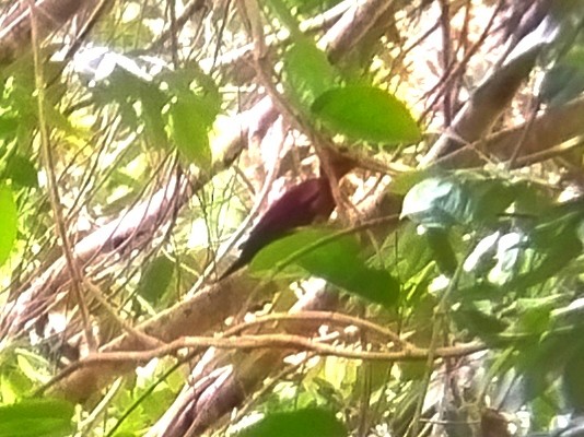 Rufous Woodpecker - ML617027817