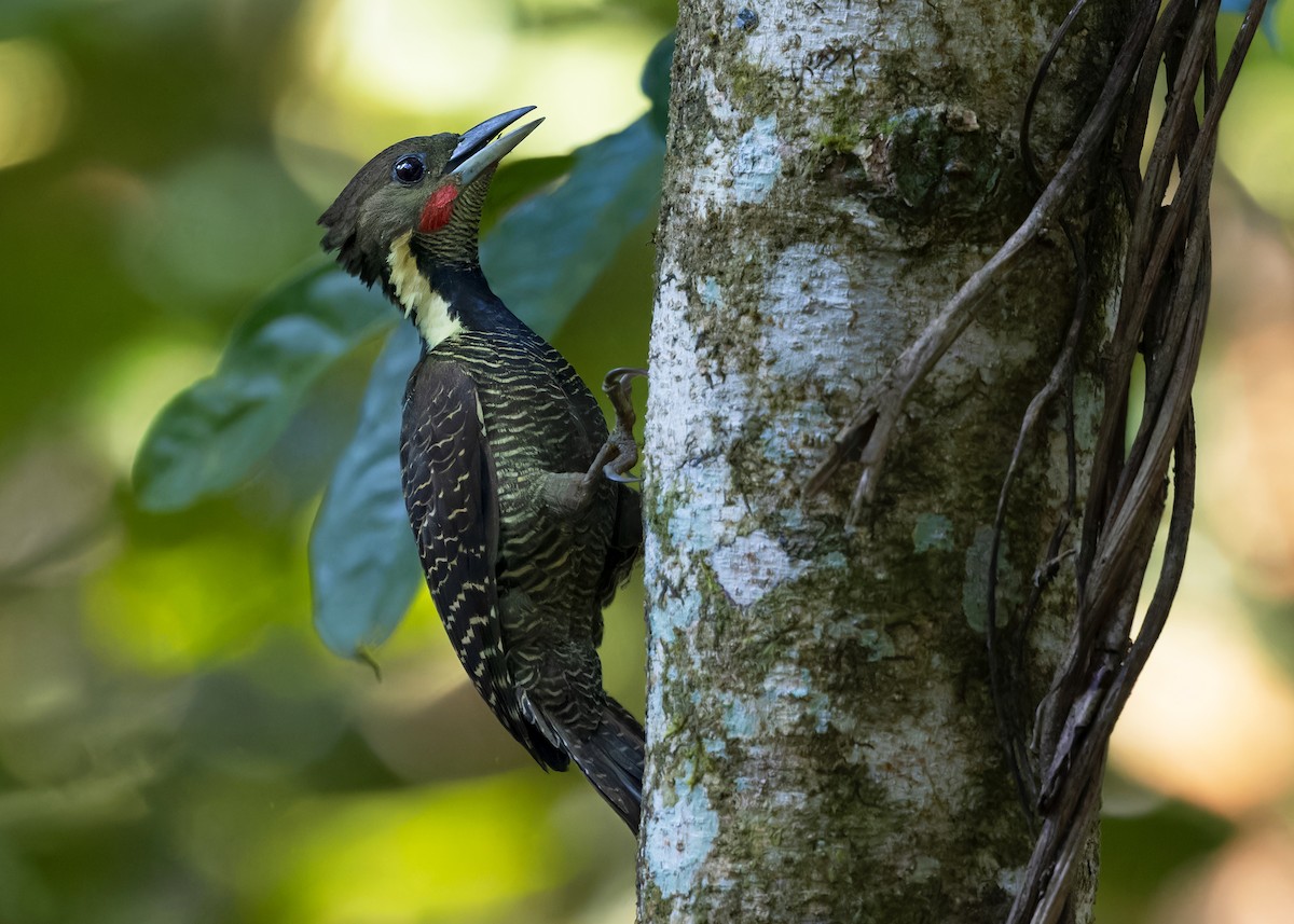 Buff-necked Woodpecker - ML617027852