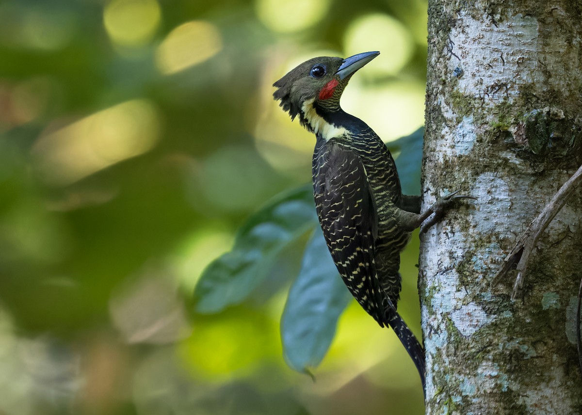 Buff-necked Woodpecker - ML617027853
